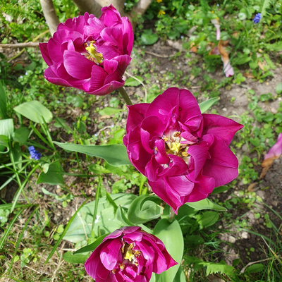 Vorschaufoto zu 11 Die Wallfahrt geht nach Altötting
