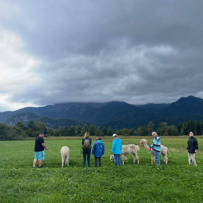Vorschaufoto zu 42 Alpakas in Schlehdorf zwei