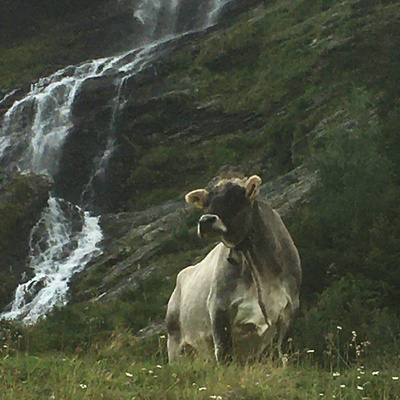 Vorschaufoto zu 50 Ferien in Tirol